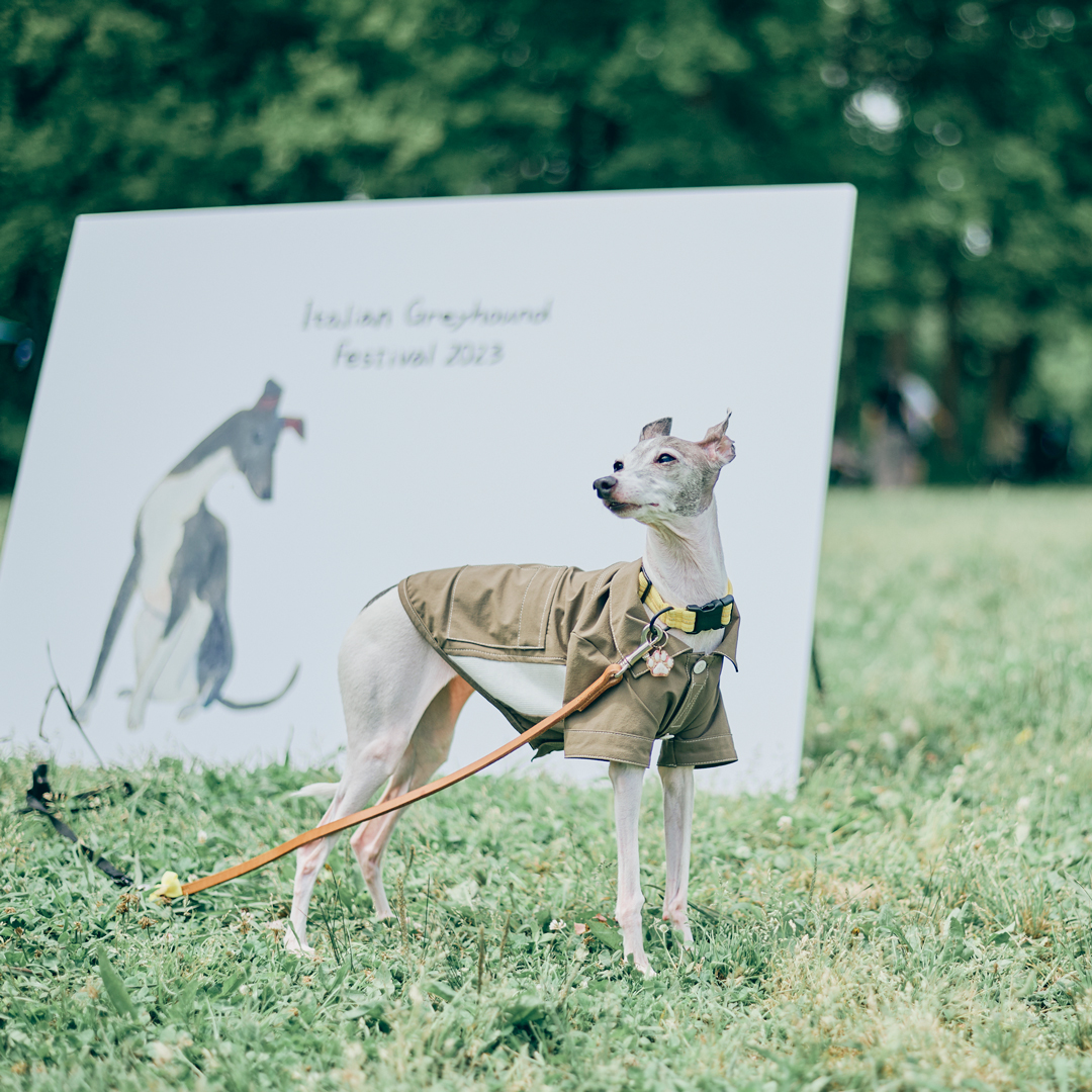 dog meet up event fItalian Greyhound festival ドッグフェス　犬　野外イベント　イタリアングレーハウンドフェスティバル　イタグレフェス　イタグレ　イタリアングレーハウンド　フェスティバル　オフ会