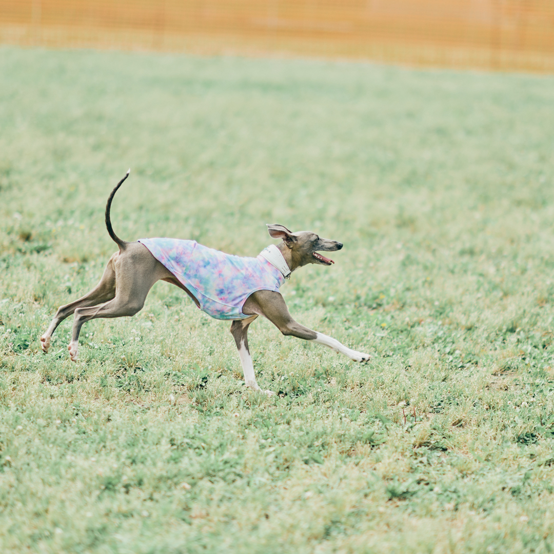 dog meet up event fItalian Greyhound festival ドッグフェス　犬　野外イベント　イタリアングレーハウンドフェスティバル　イタグレフェス　イタグレ　イタリアングレーハウンド　フェスティバル　オフ会