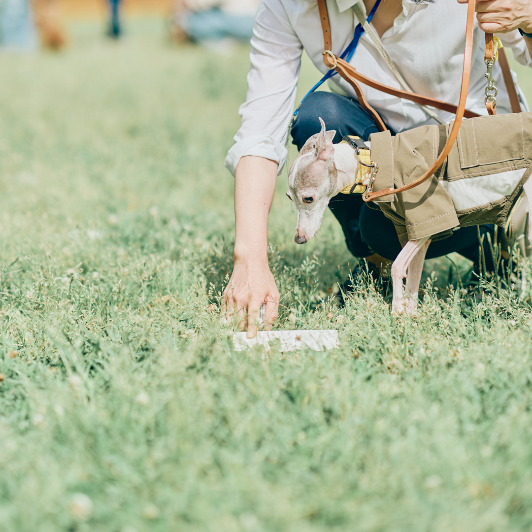 dog meet up event fItalian Greyhound festival ドッグフェス　犬　野外イベント　イタリアングレーハウンドフェスティバル　イタグレフェス　イタグレ　イタリアングレーハウンド　フェスティバル　オフ会