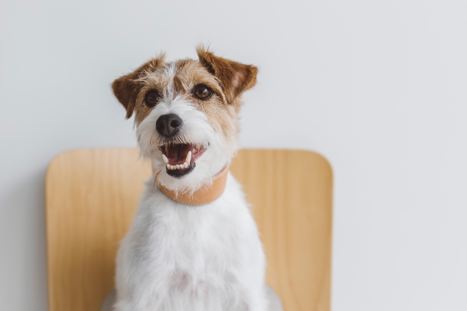 犬種別 オフ会 イベント アウトドア ジャックラッセルテリアフェスティバル Jack Russell Terrier Festival