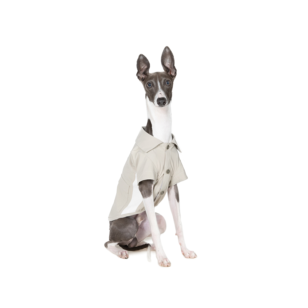 dog meet up event fItalian Greyhound festival ドッグフェス　犬　野外イベント　イタリアングレーハウンドフェスティバル　イタグレフェス　イタグレ　イタリアングレーハウンド　フェスティバル　オフ会