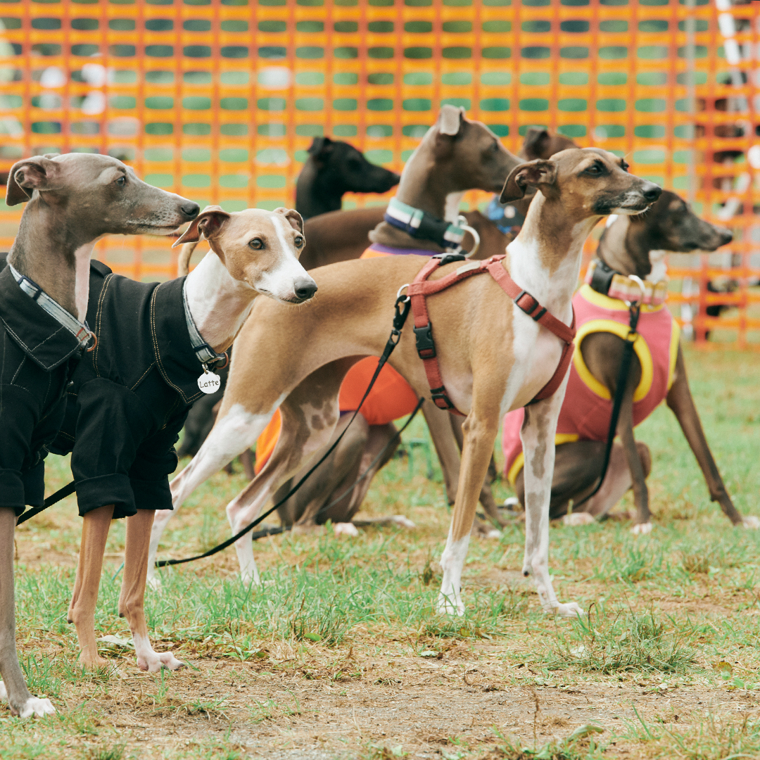 dog meet up event fItalian Greyhound festival ドッグフェス　犬　野外イベント　イタリアングレーハウンドフェスティバル　イタグレフェス　イタグレ　イタリアングレーハウンド　フェスティバル　オフ会