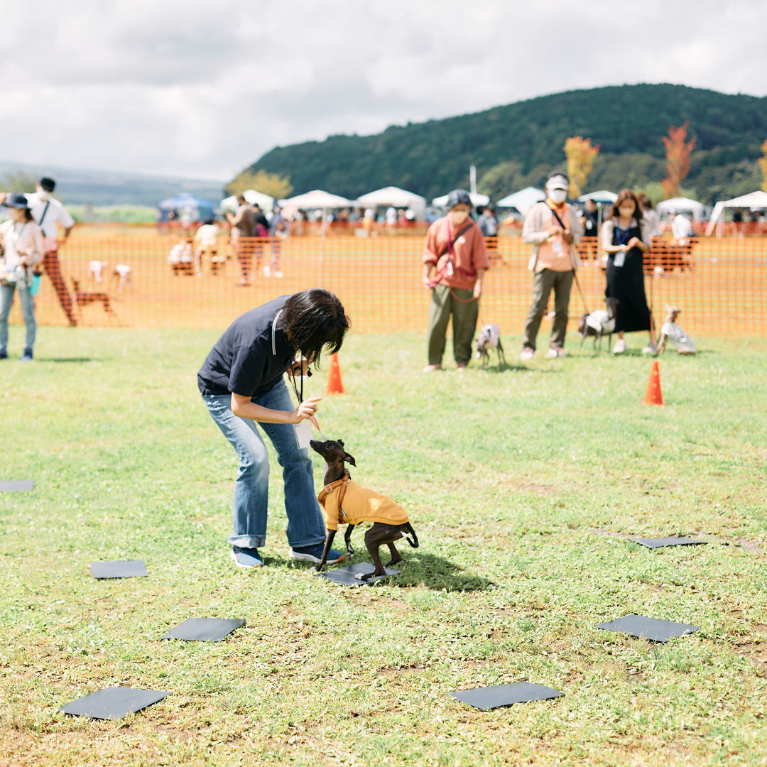 dog meet up event fItalian Greyhound festival ドッグフェス　犬　野外イベント　イタリアングレーハウンドフェスティバル　イタグレフェス　イタグレ　イタリアングレーハウンド　フェスティバル　オフ会