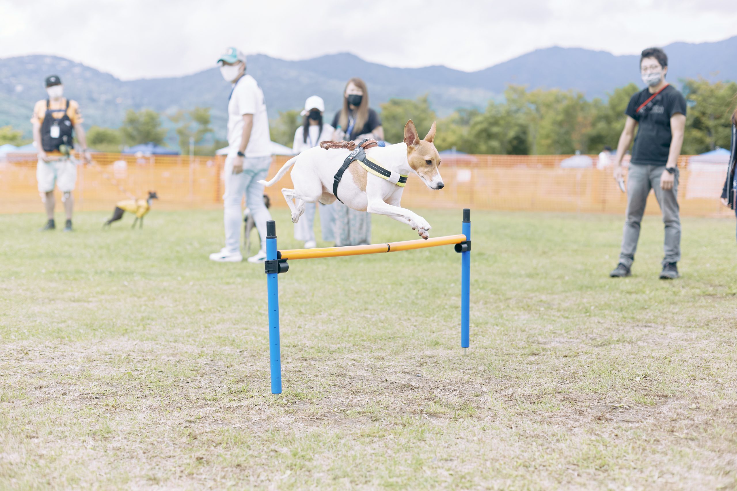 dog meet up event fItalian Greyhound festival ドッグフェス　犬　野外イベント　イタリアングレーハウンドフェスティバル　イタグレフェス　イタグレ　イタリアングレーハウンド　フェスティバル　オフ会