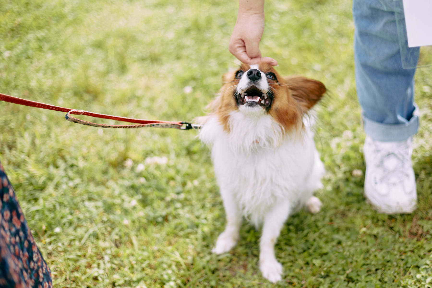 ブリーディングの歴史 10 犬種クラブの役目