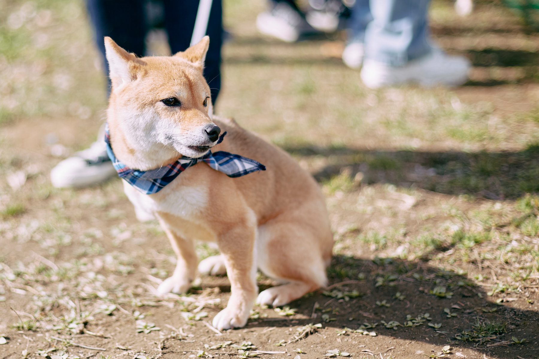 ブリーディングの歴史 2 世界の犬種開発