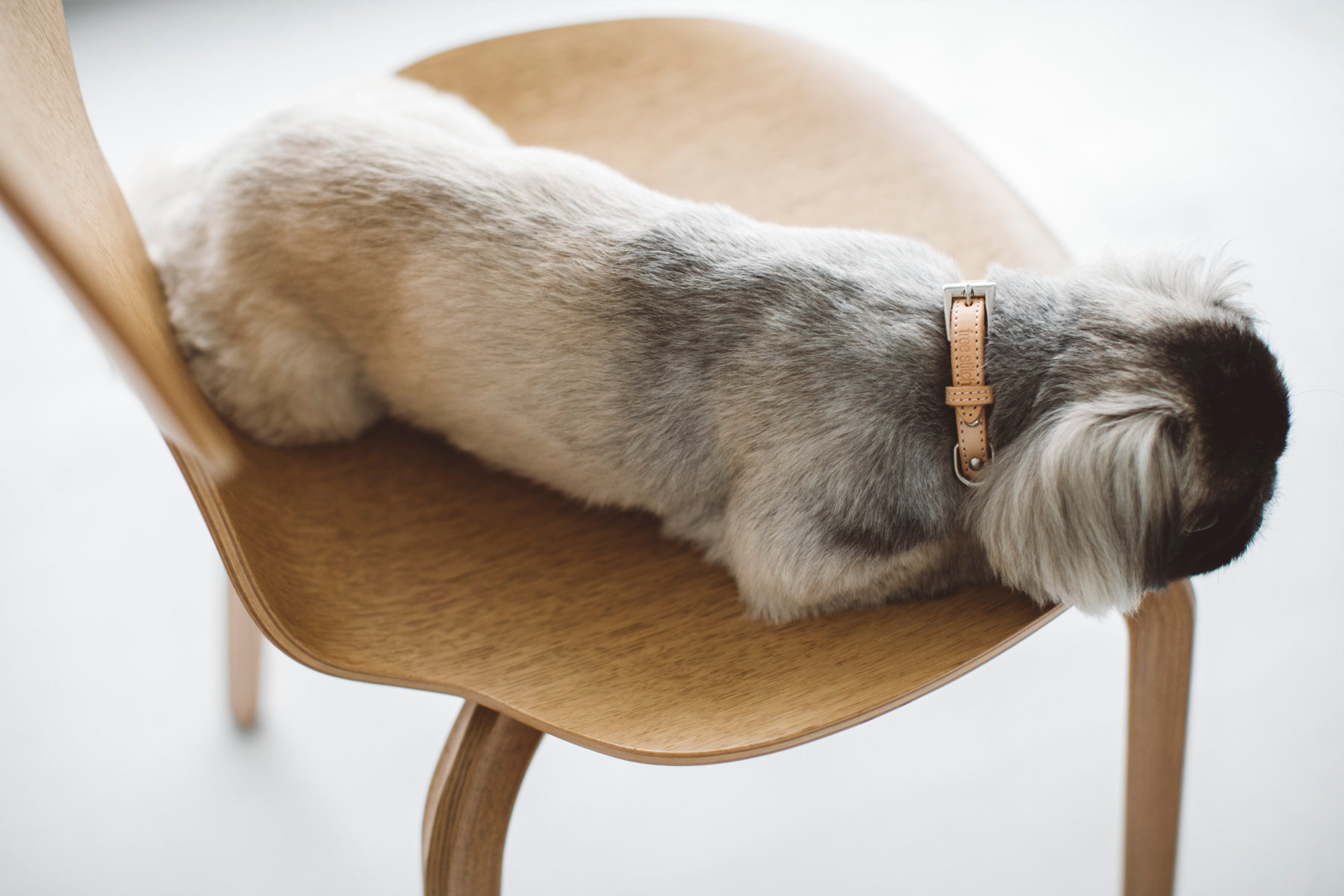 ブリーディングの歴史 12 犬種が絶滅するとき