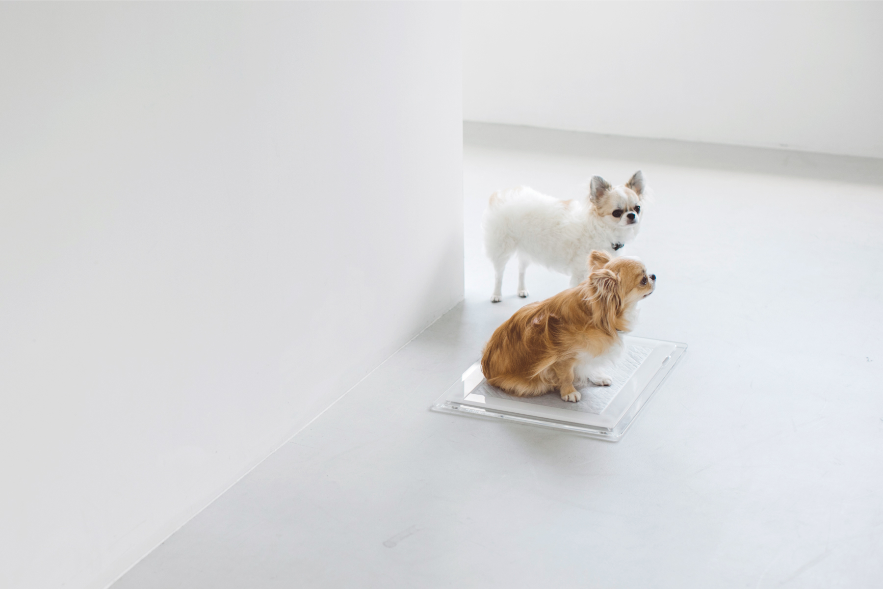 フリーステッチ アクリル製犬用トイレ Sサイズ ブラウン トイレトレー