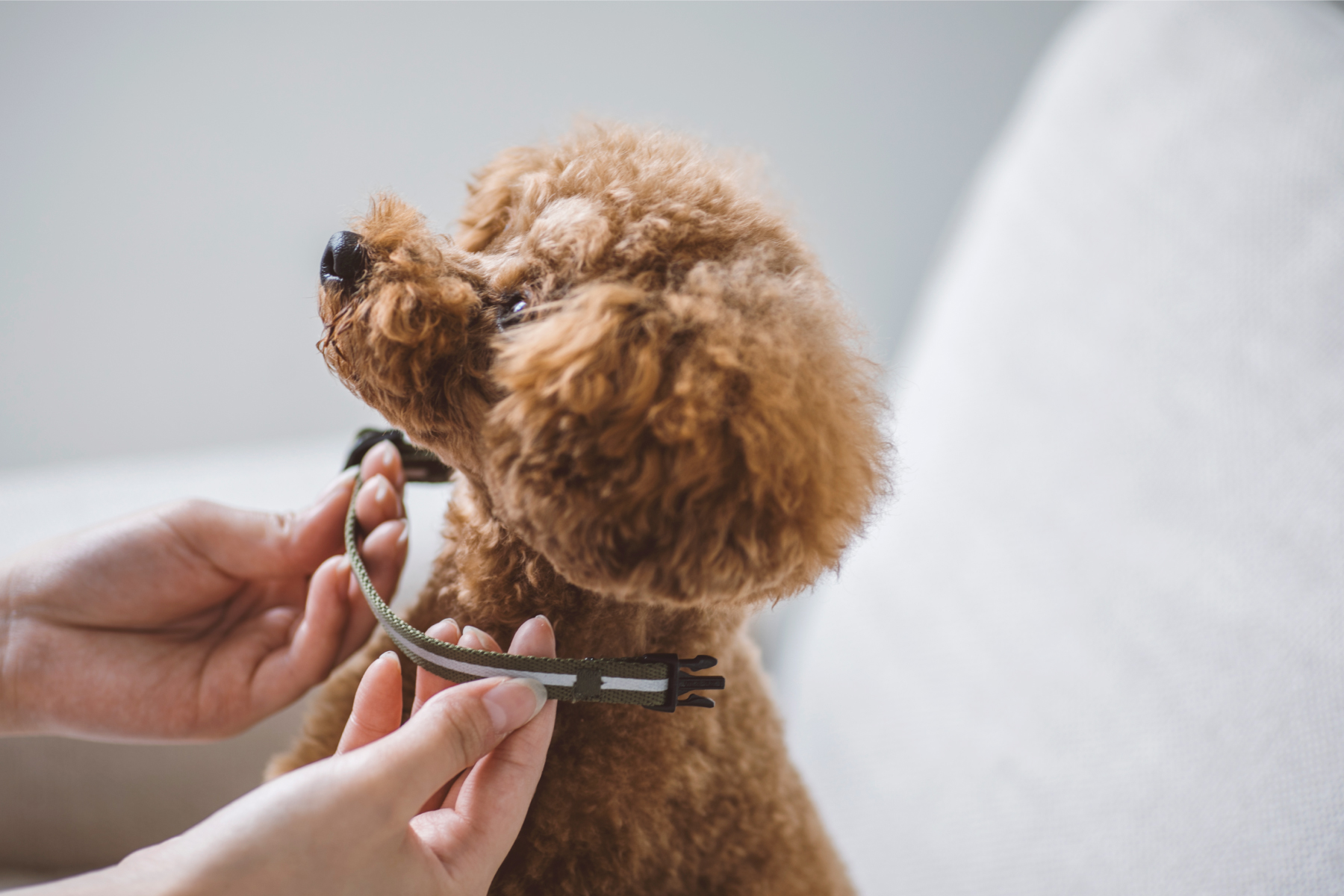Collar,Lead,Harness | GALLERY | フリーステッチ free stitch