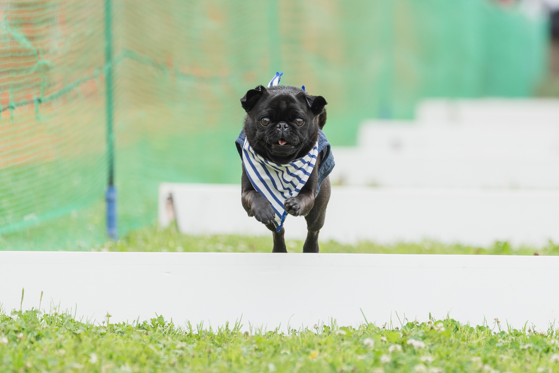 50mスプリント・50ｍハードル走結果発表(Pug)