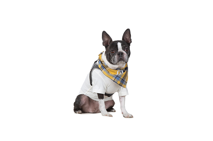 人気ブランド photo dog up Meet gallery stitch free フリーステッチ | アンティーク雑貨