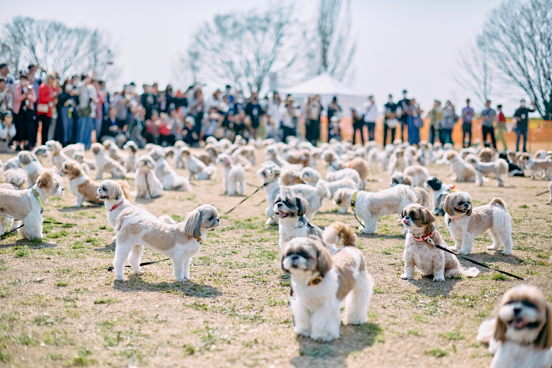 犬まみれ撮影会(Shih Tzu Autumn)