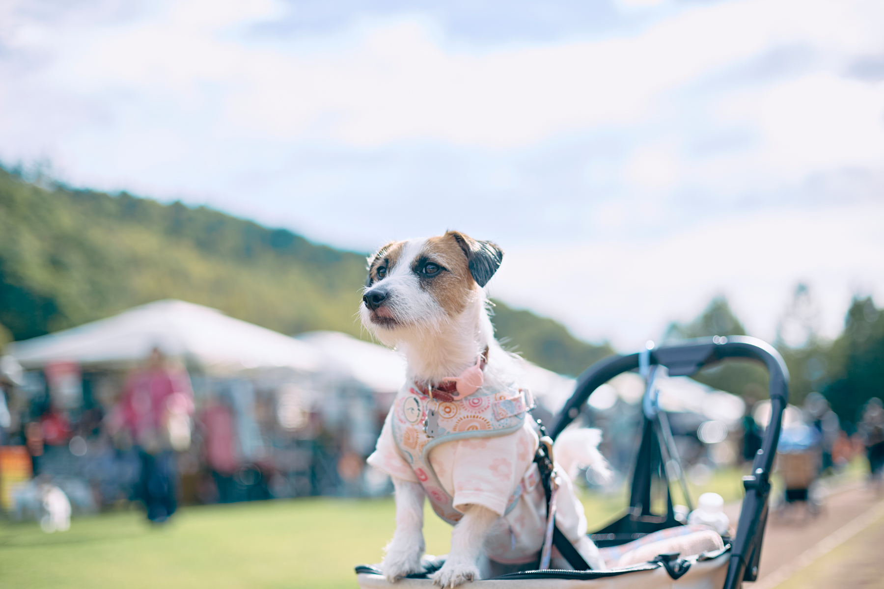 Jack Russell Terrier Festival 2025