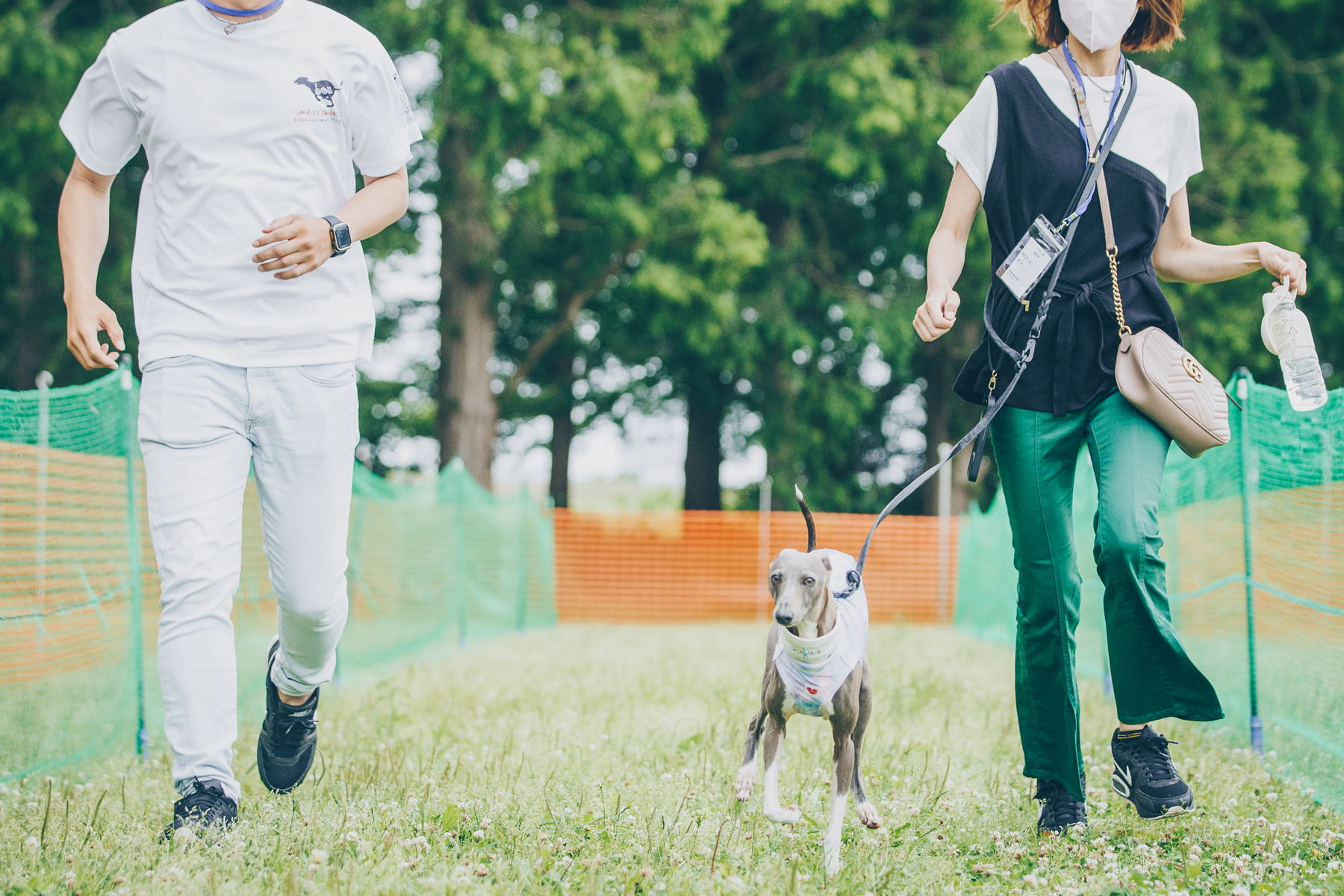 家族でダッシュ撮影(Italian Greyhound)