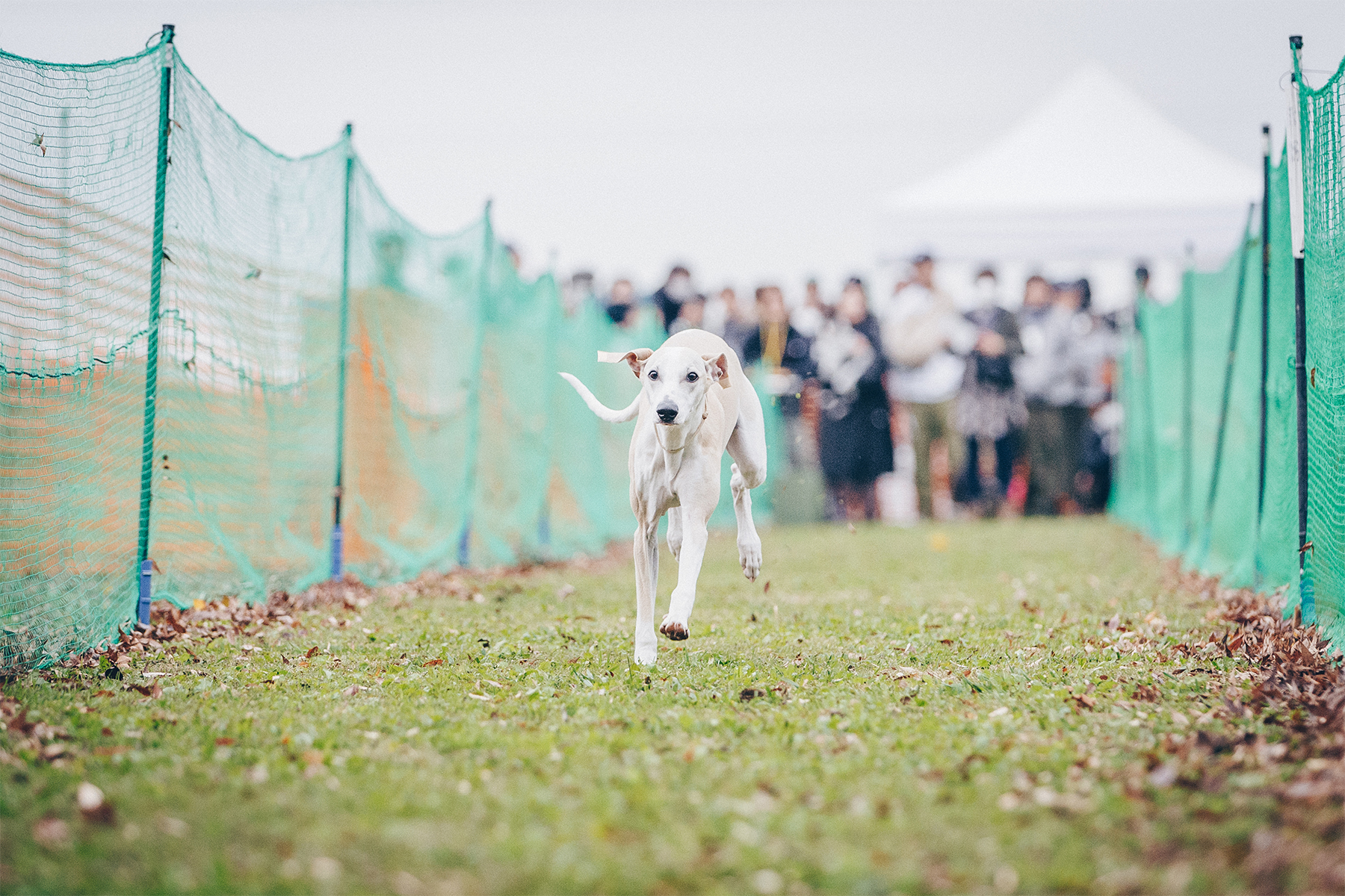 50mスプリント&ハードル走(Italian Greyhound)