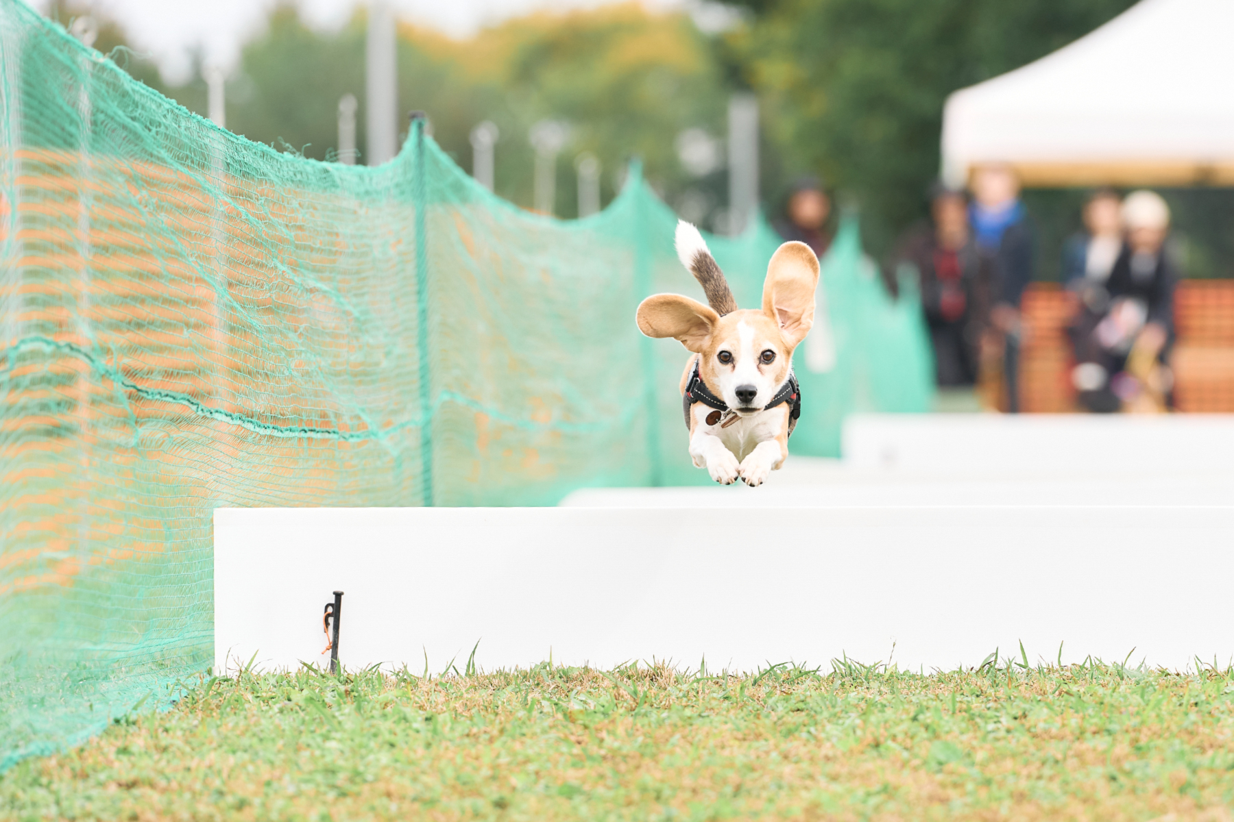 50mスプリント&ハードル走(Beagle)
