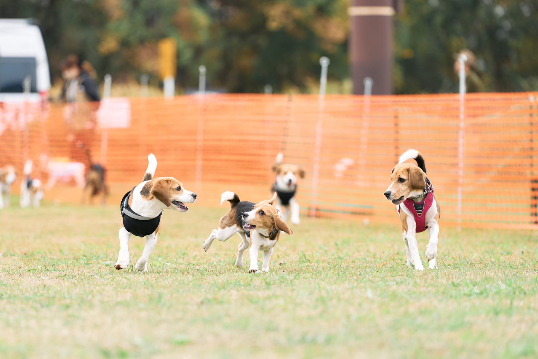 ドッグラン(Beagle)