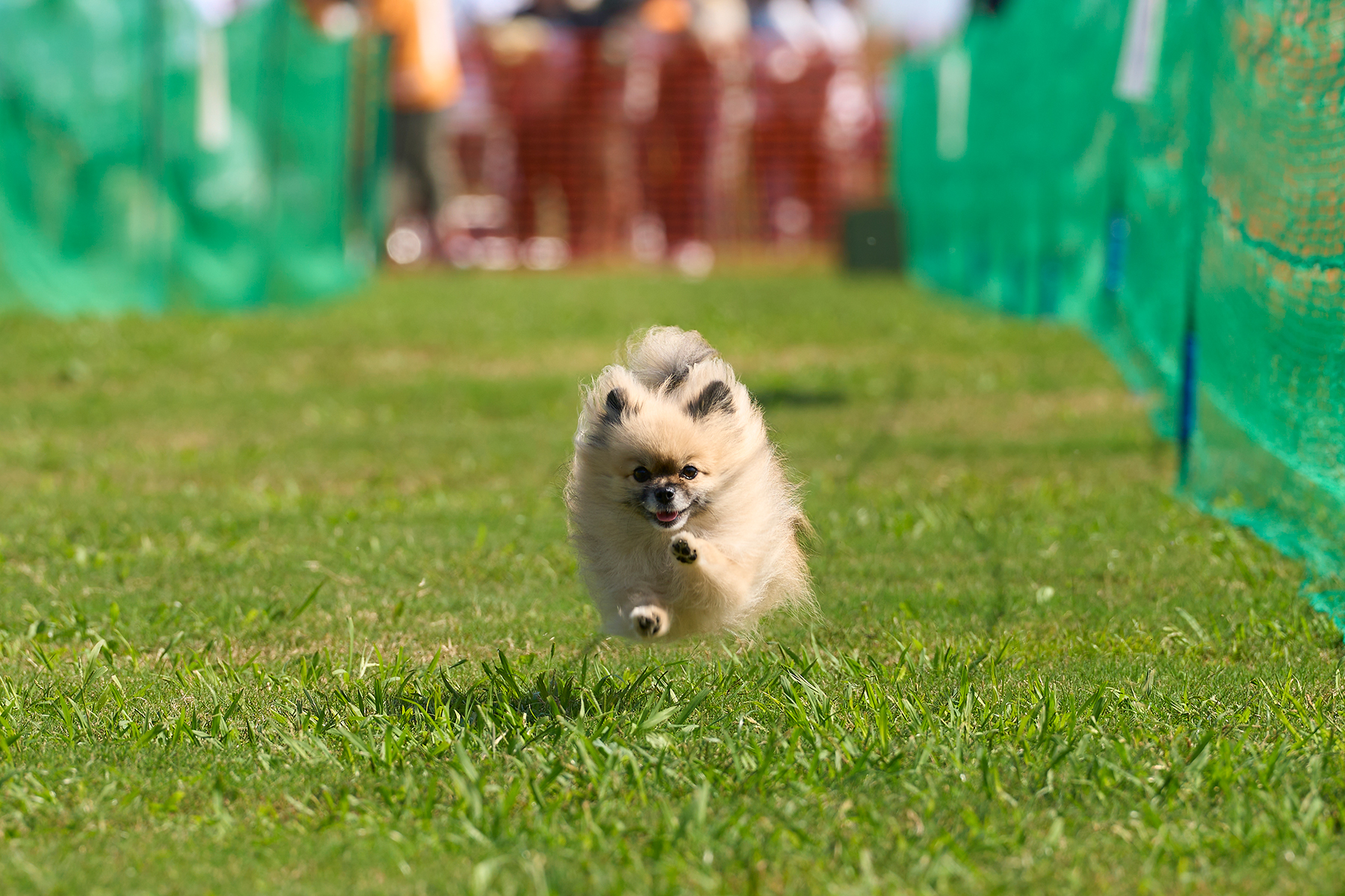 50mスプリント&ハードル走(Pomeranian)