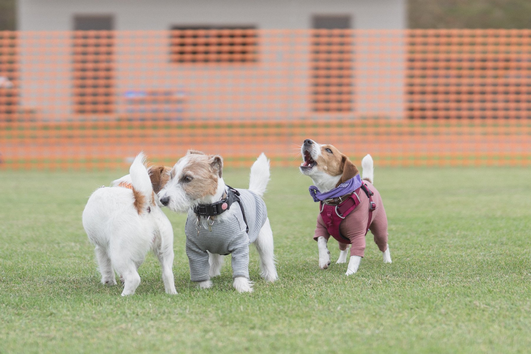 ドッグラン(Jack Russell Terrier)