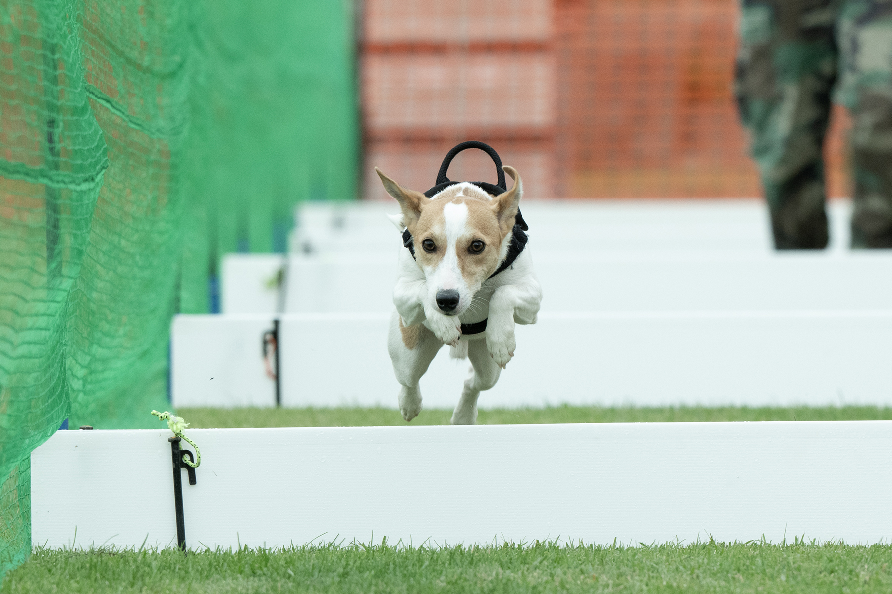 50mスプリント&ハードル走(Jack Russell Terrier)