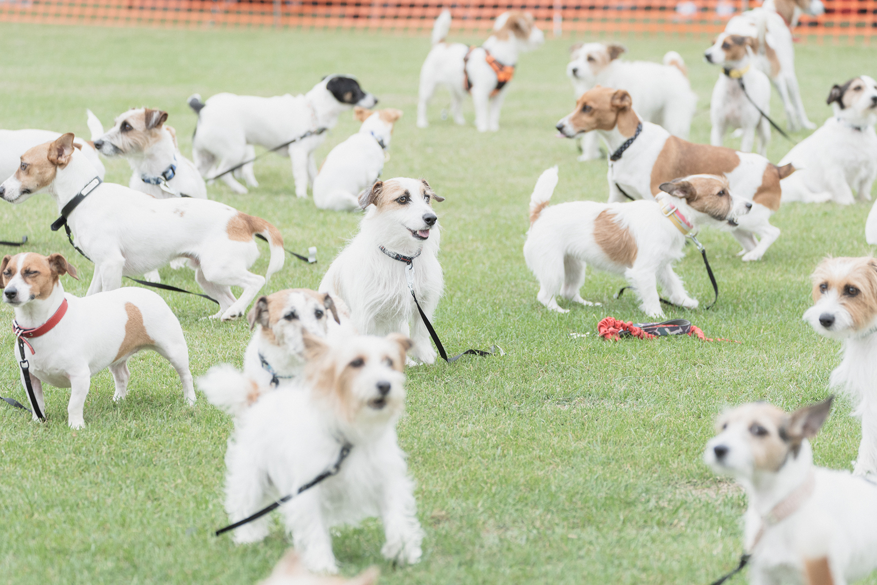 犬まみれ撮影会(Jack Russell Terrier)