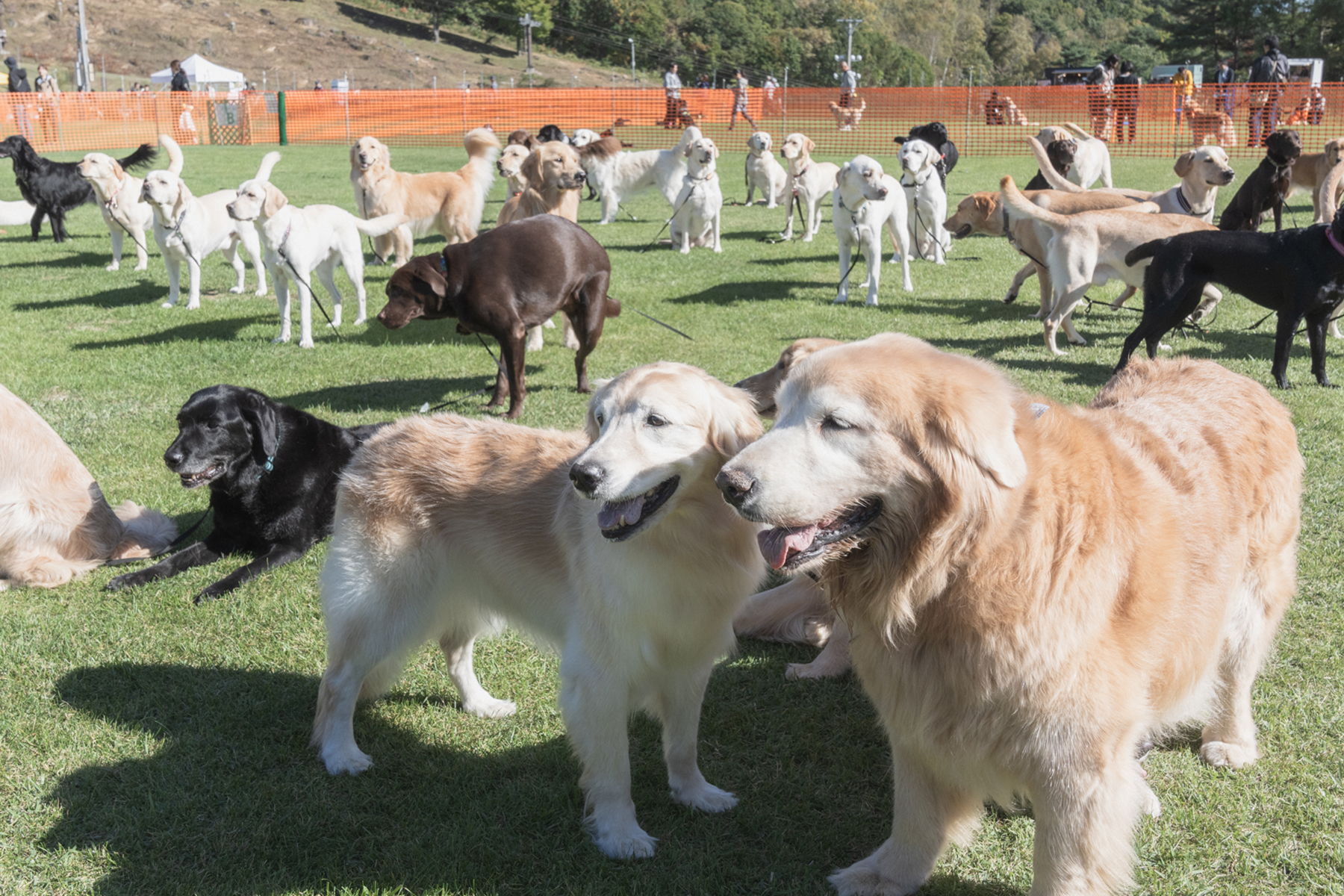 犬まみれ撮影会(Retriever)