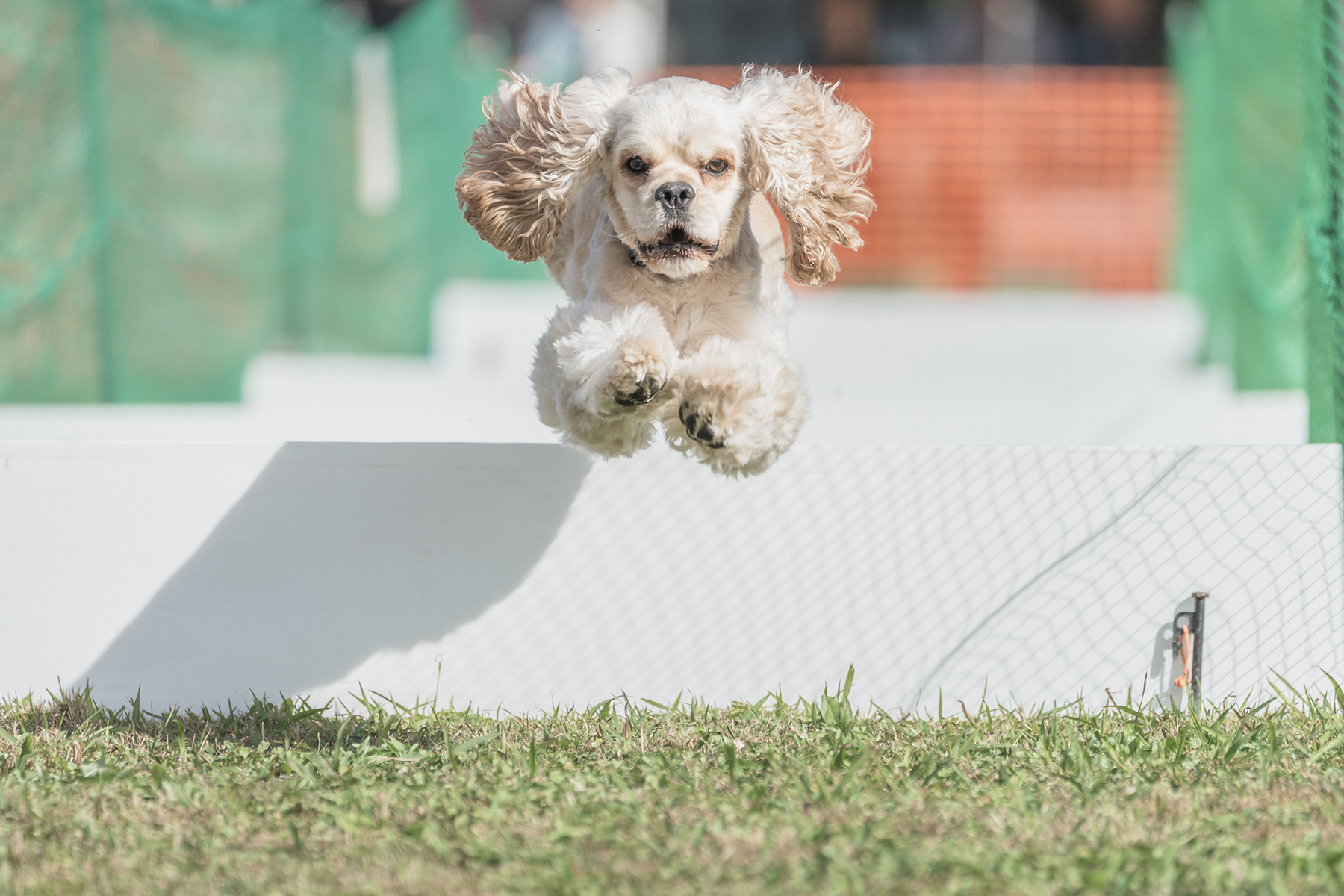 50mスプリント&ハードル走(Cocker Spaniel)