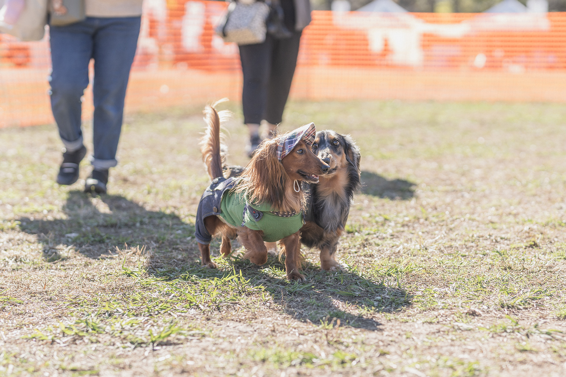 ドッグラン(Dachshund)