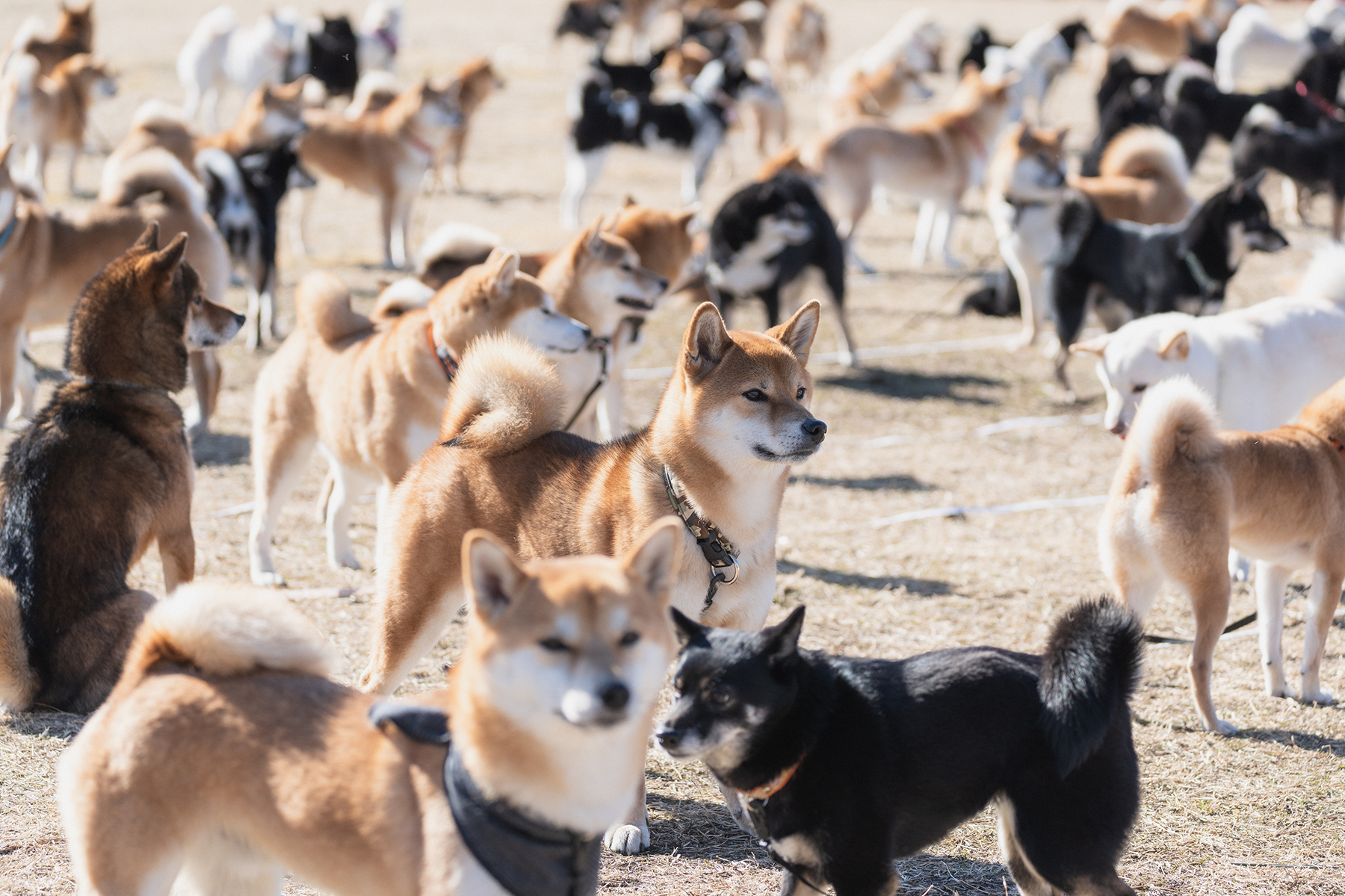 犬まみれ撮影会(Shiba Autumn)