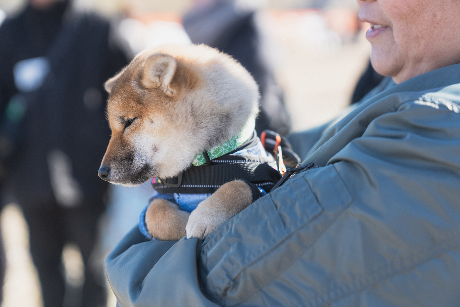 パピーセミナー(Shiba Autumn)