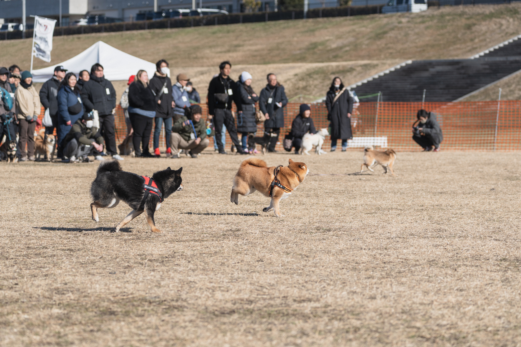 30mレース(Shiba Autumn)