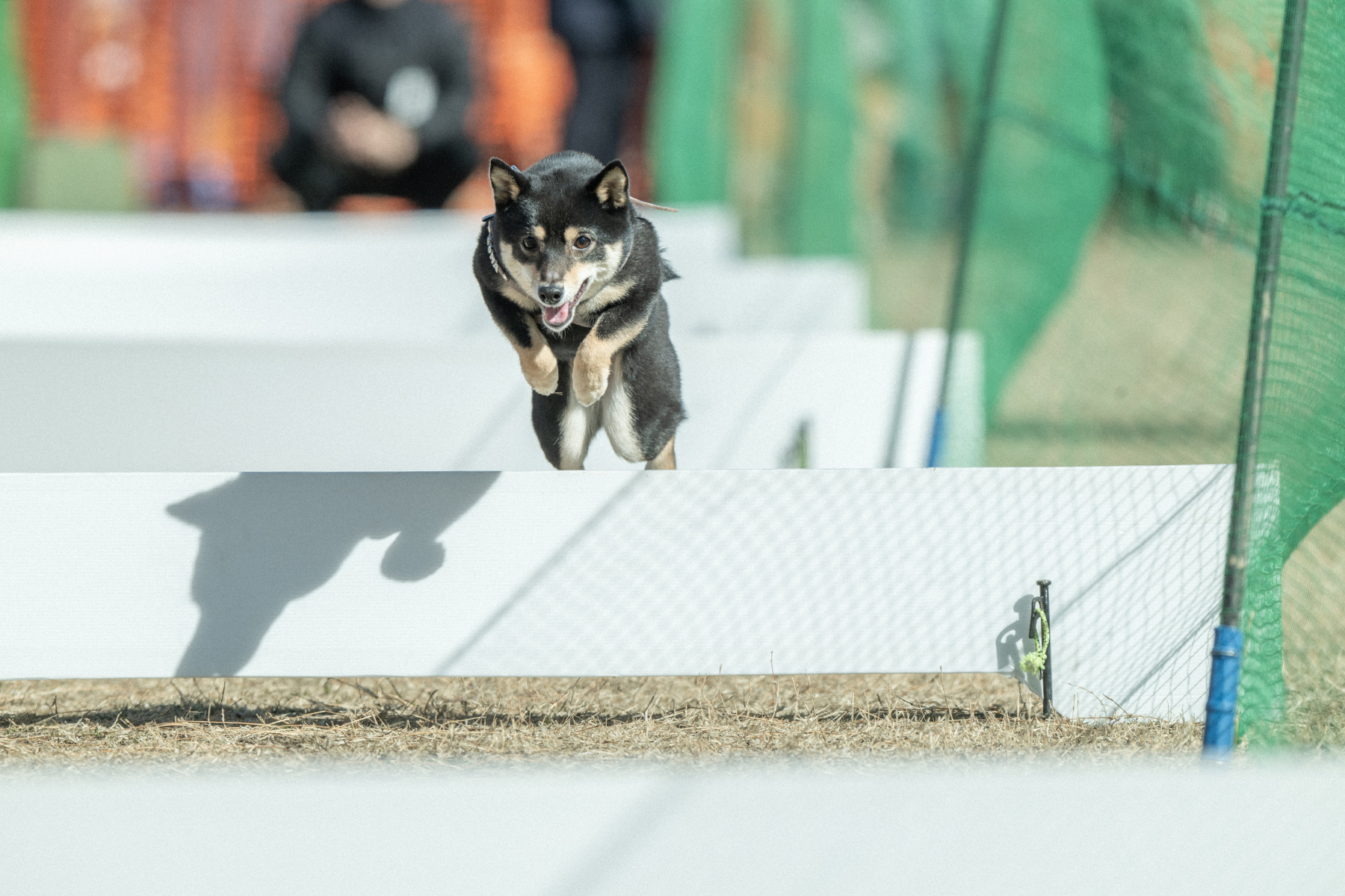 50mスプリント&ハードル走(Shiba Autumn)