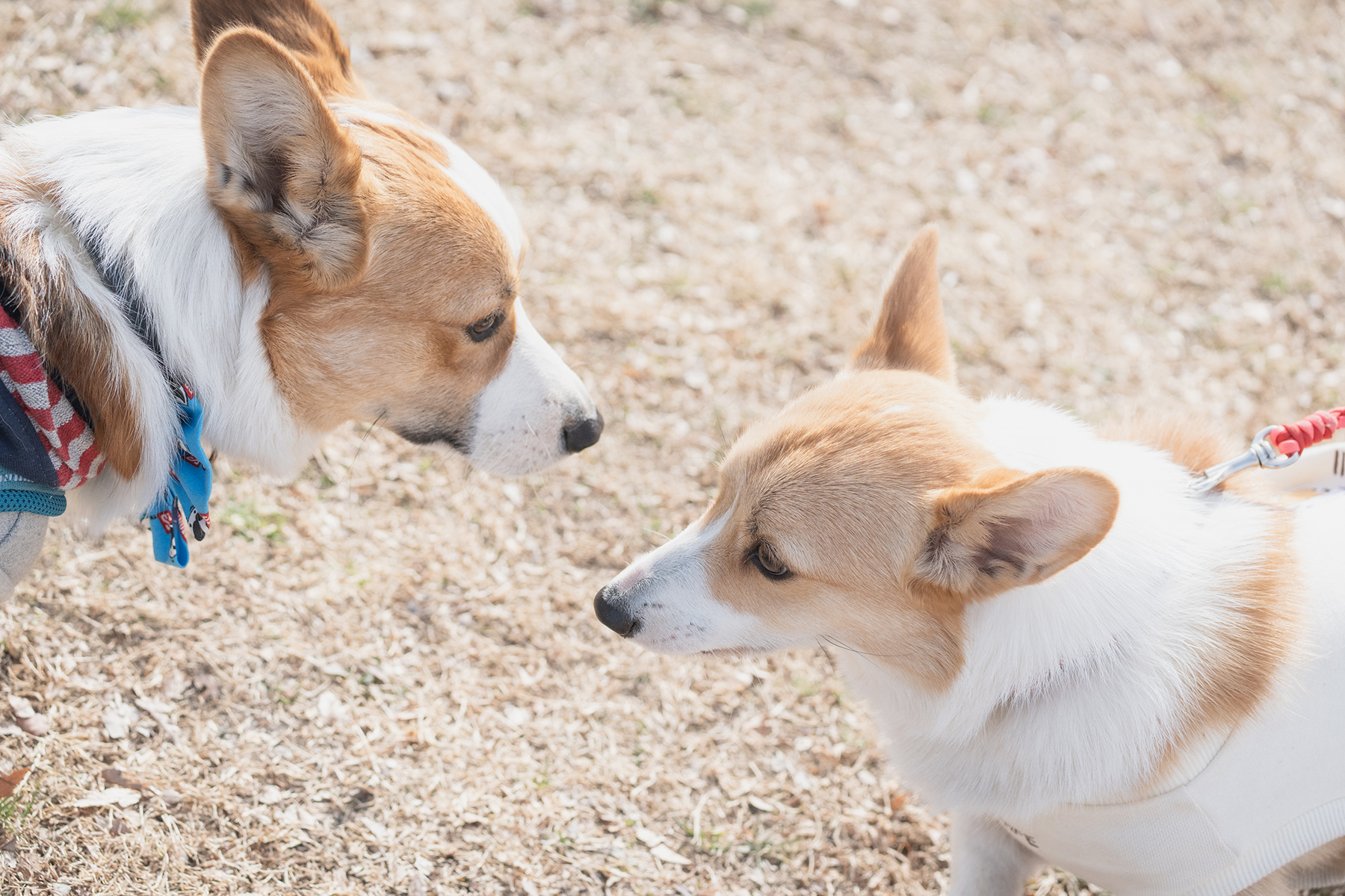 パピーセミナー(Corgi Autumn)