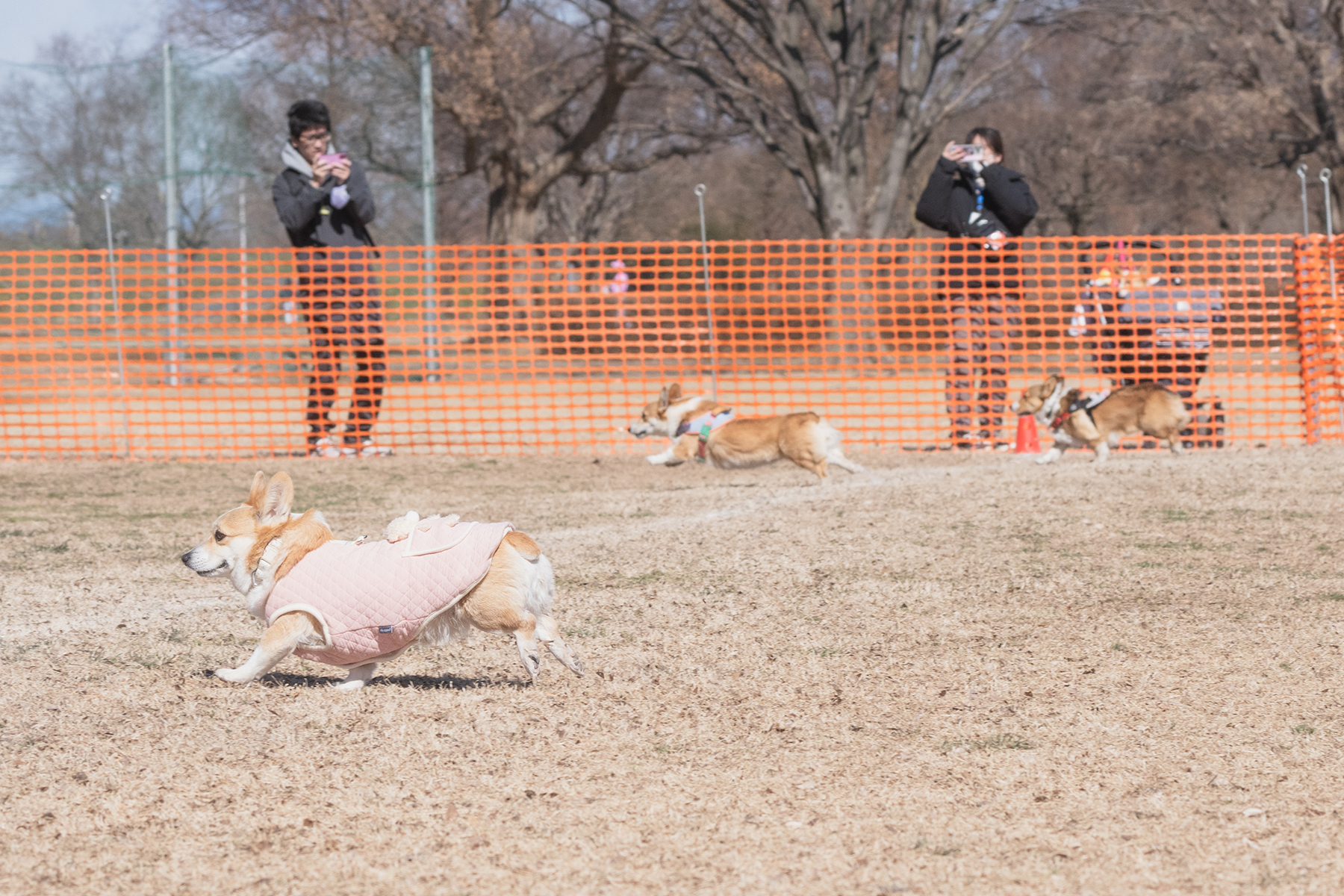 30mレース(Corgi Autumn)