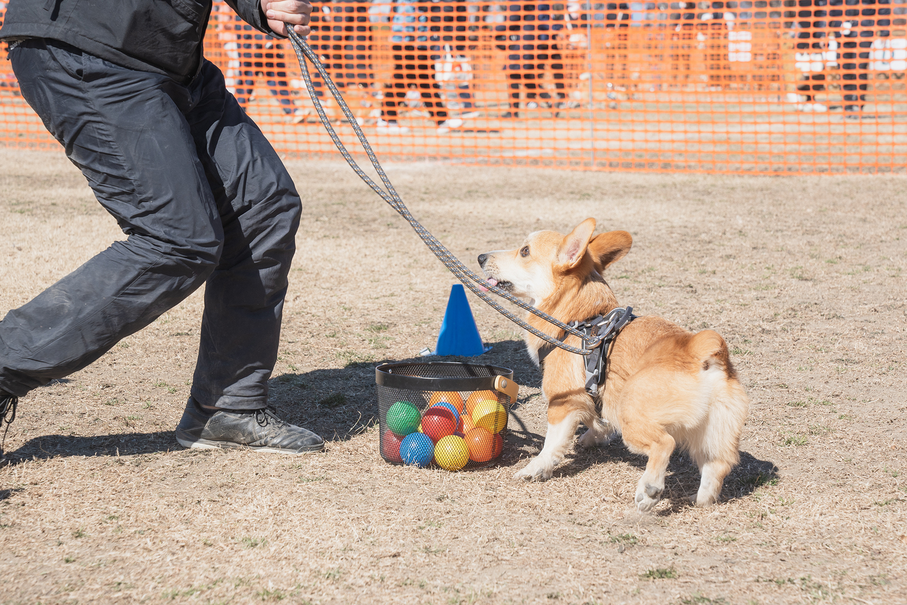 ボール取りゲーム(Corgi Autumn)