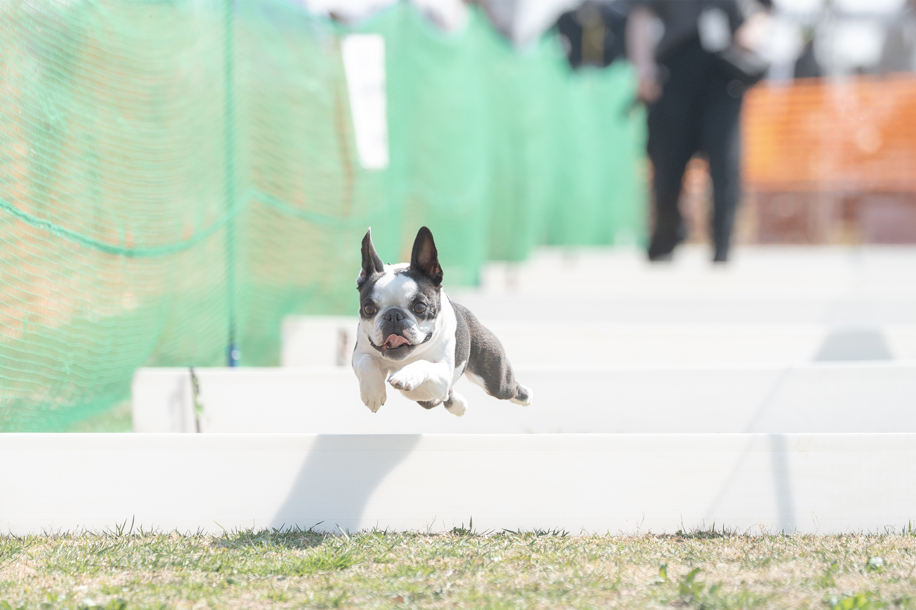 50mスプリント&ハードル走(Boston Terrier Autumn)