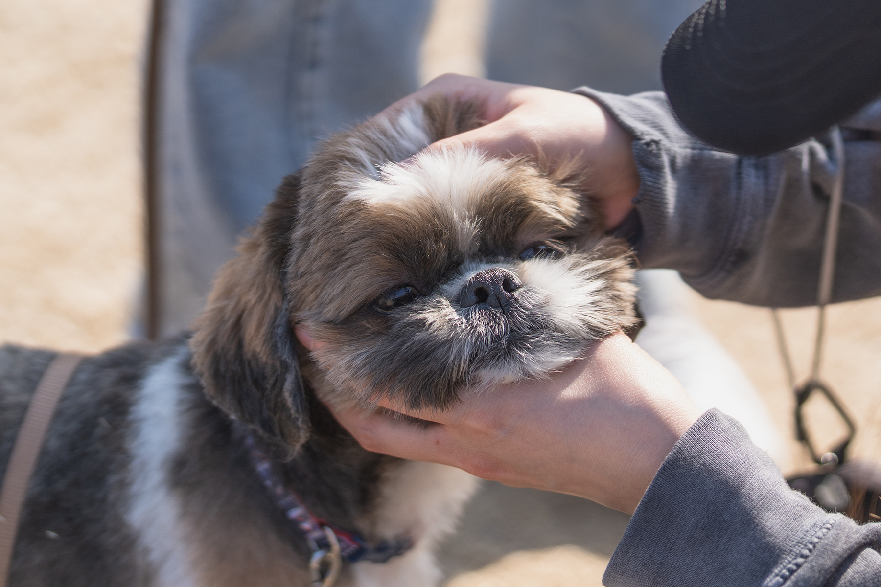 家族みんなで考える。防災セミナー(Shih Tzu Autumn)