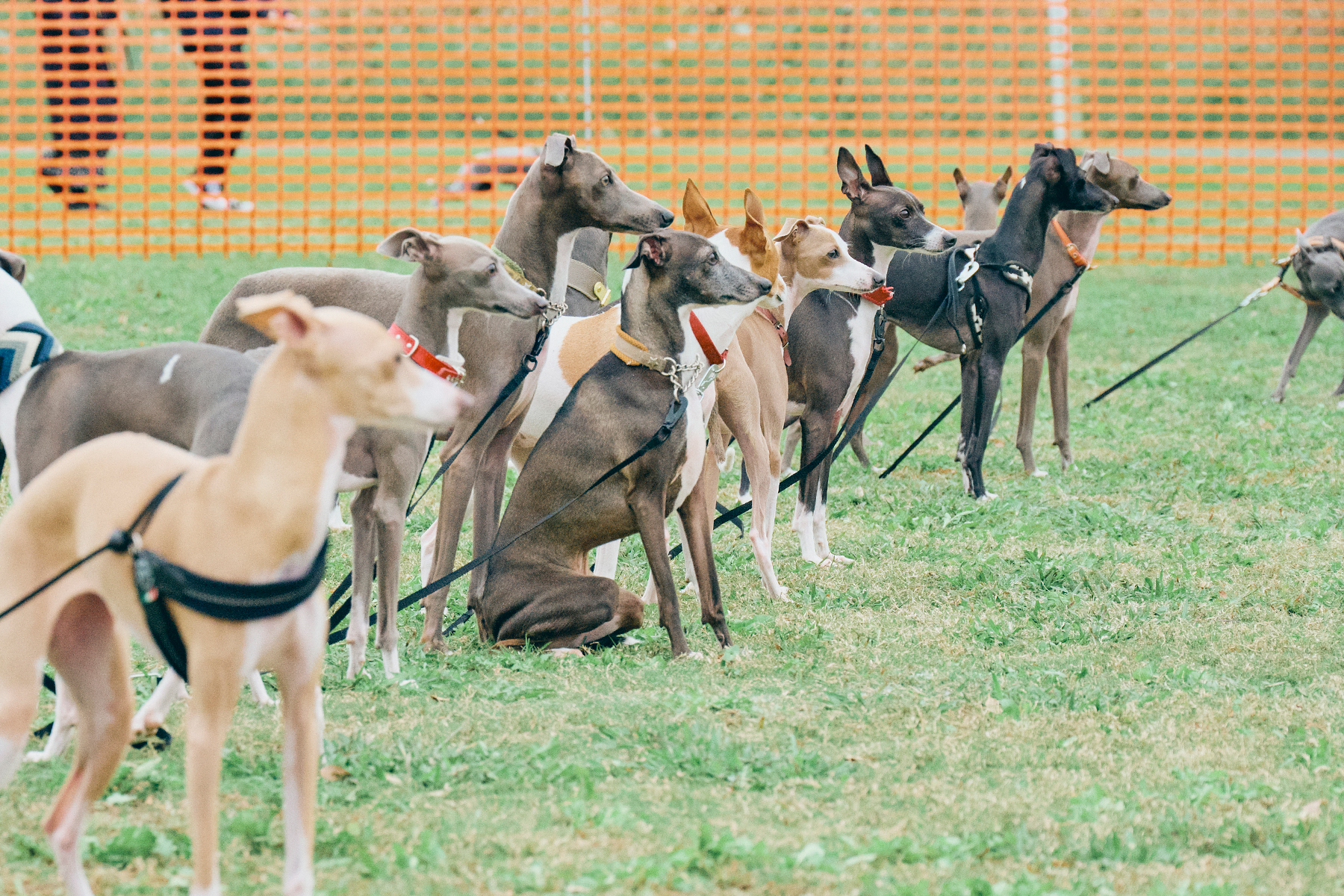 犬まみれ撮影会(Italian Greyhound)