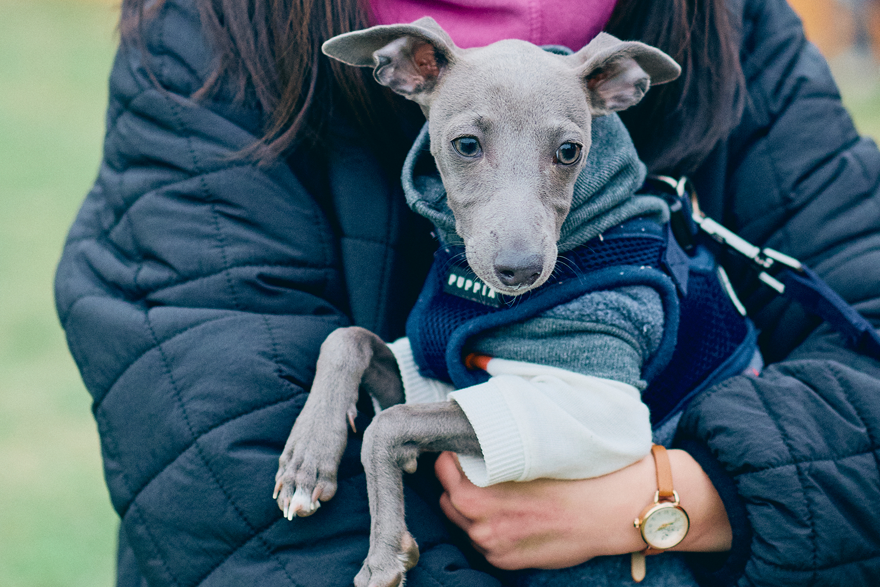 パピーセミナー(Italian Greyhound)