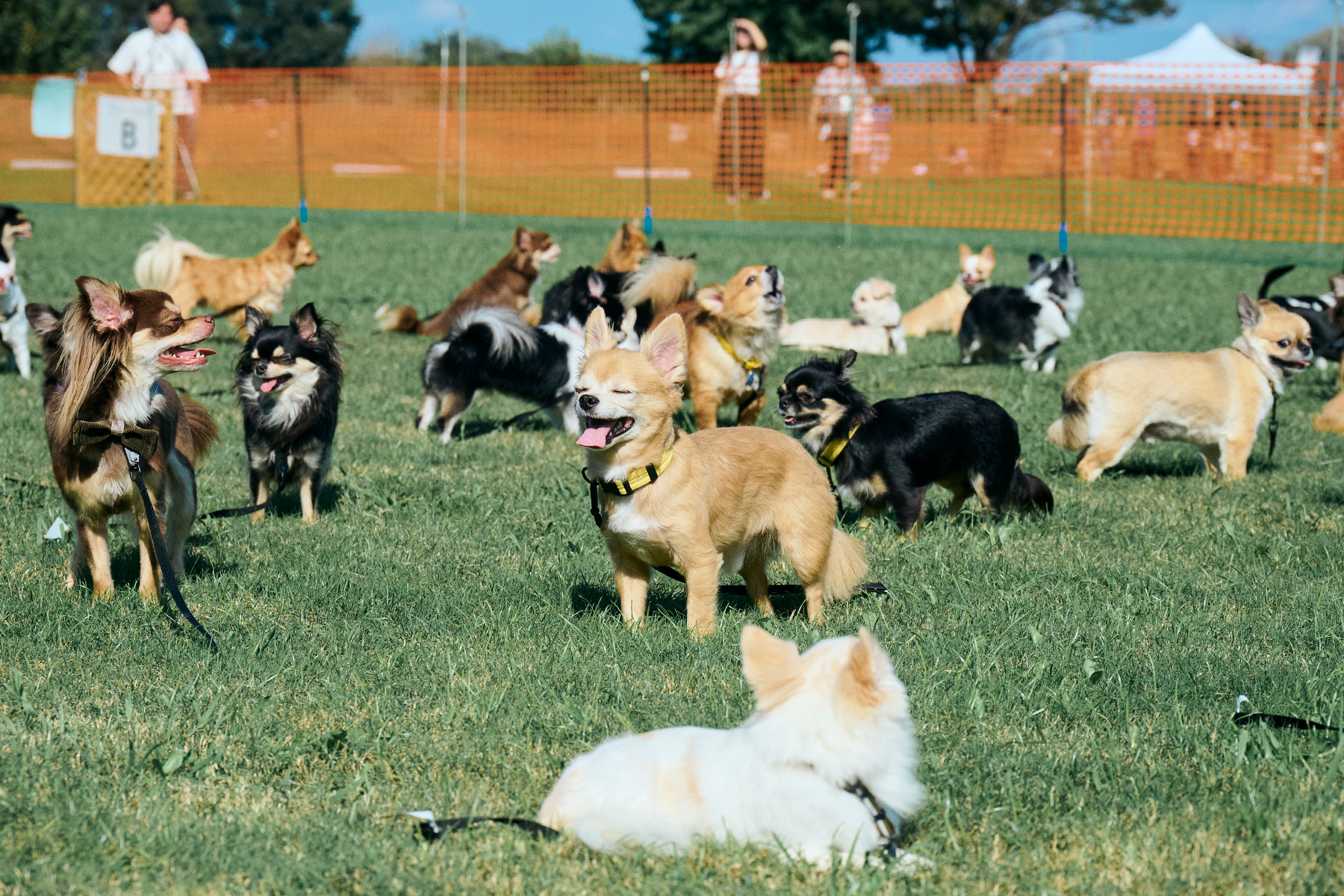 犬まみれ撮影会(Chihuahua)