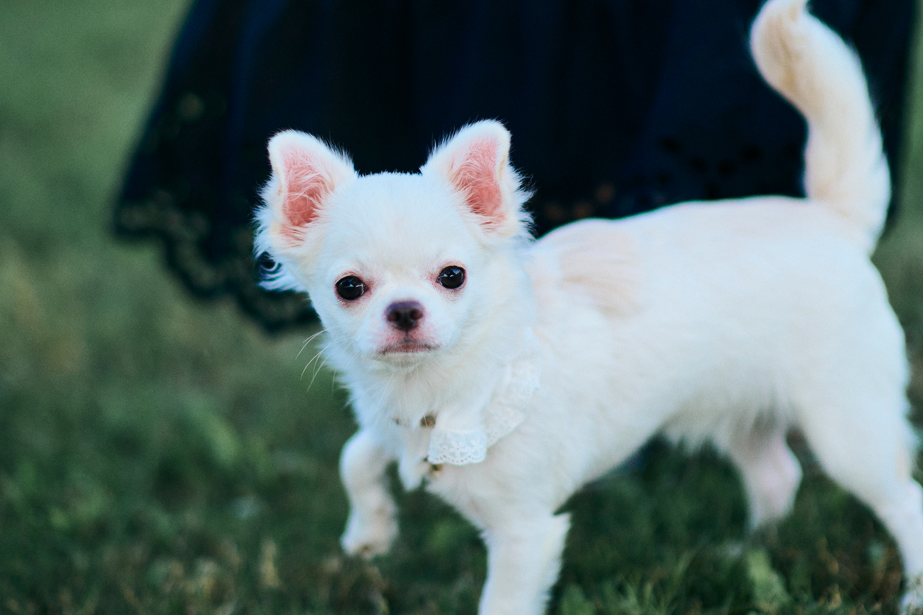パピーセミナー(Chihuahua)