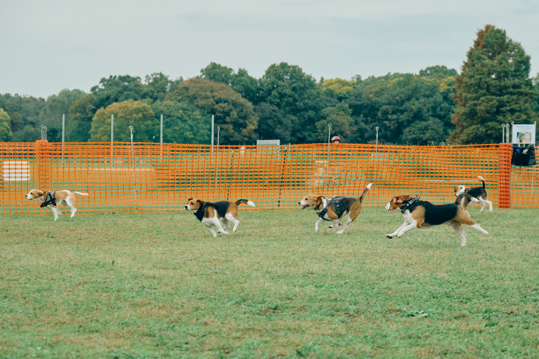 30mレース(Beagle)