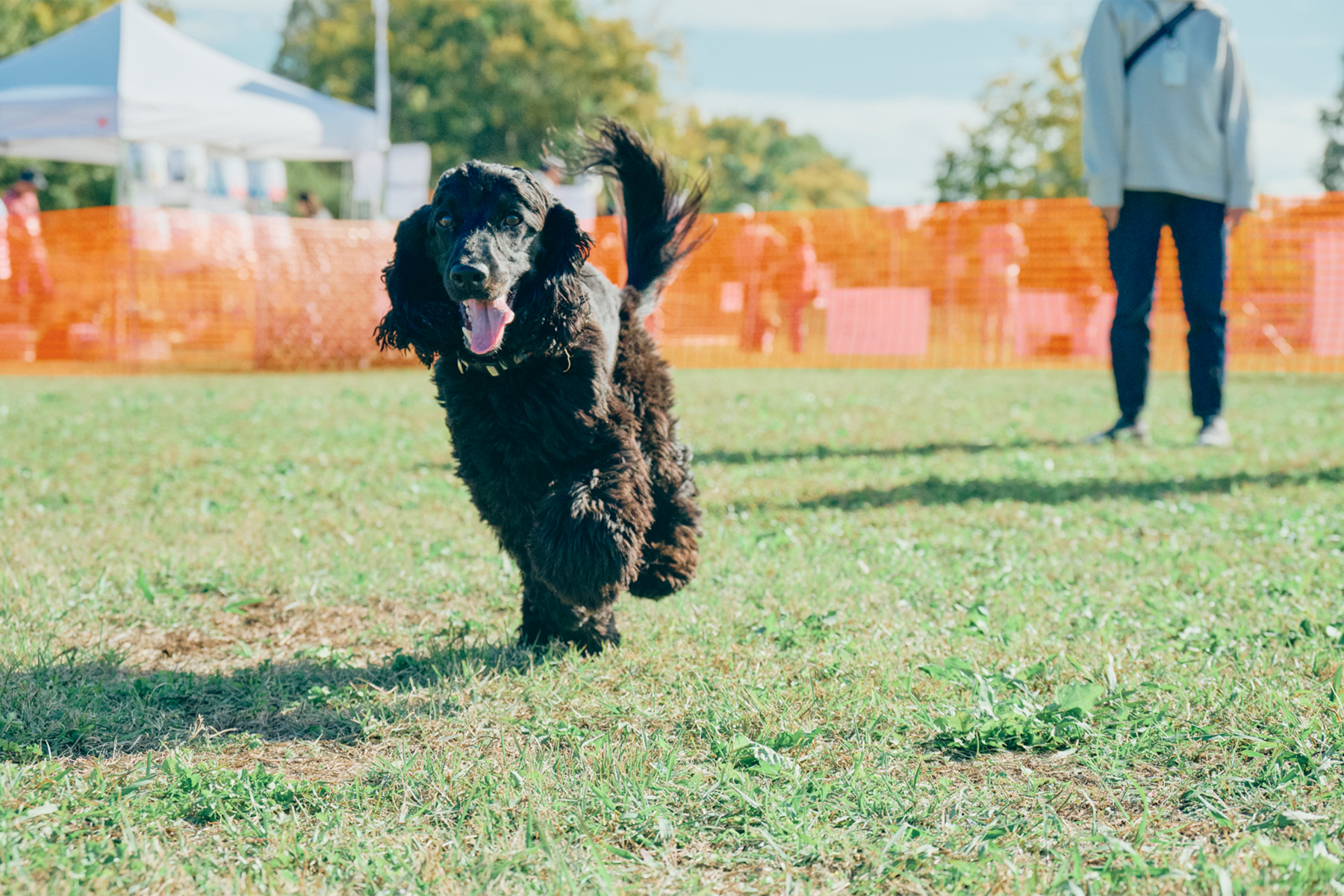 ドッグラン(Cocker Spaniel)