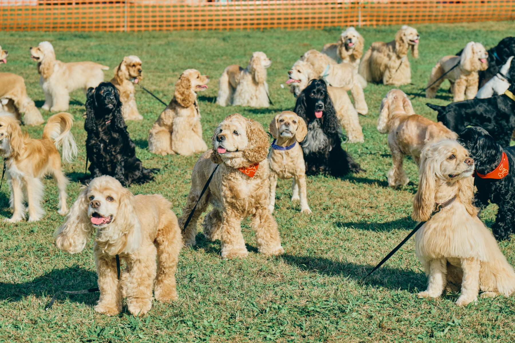 犬まみれ撮影会(Cocker Spaniel)
