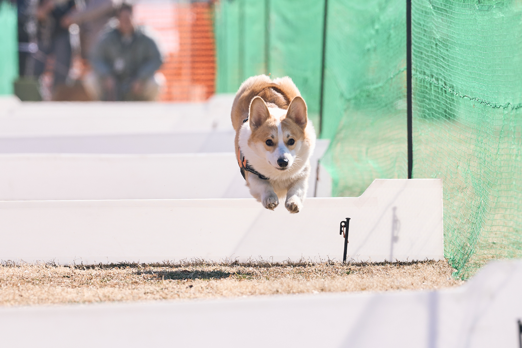 50mスプリント&ハードル走(Corgi Autumn)