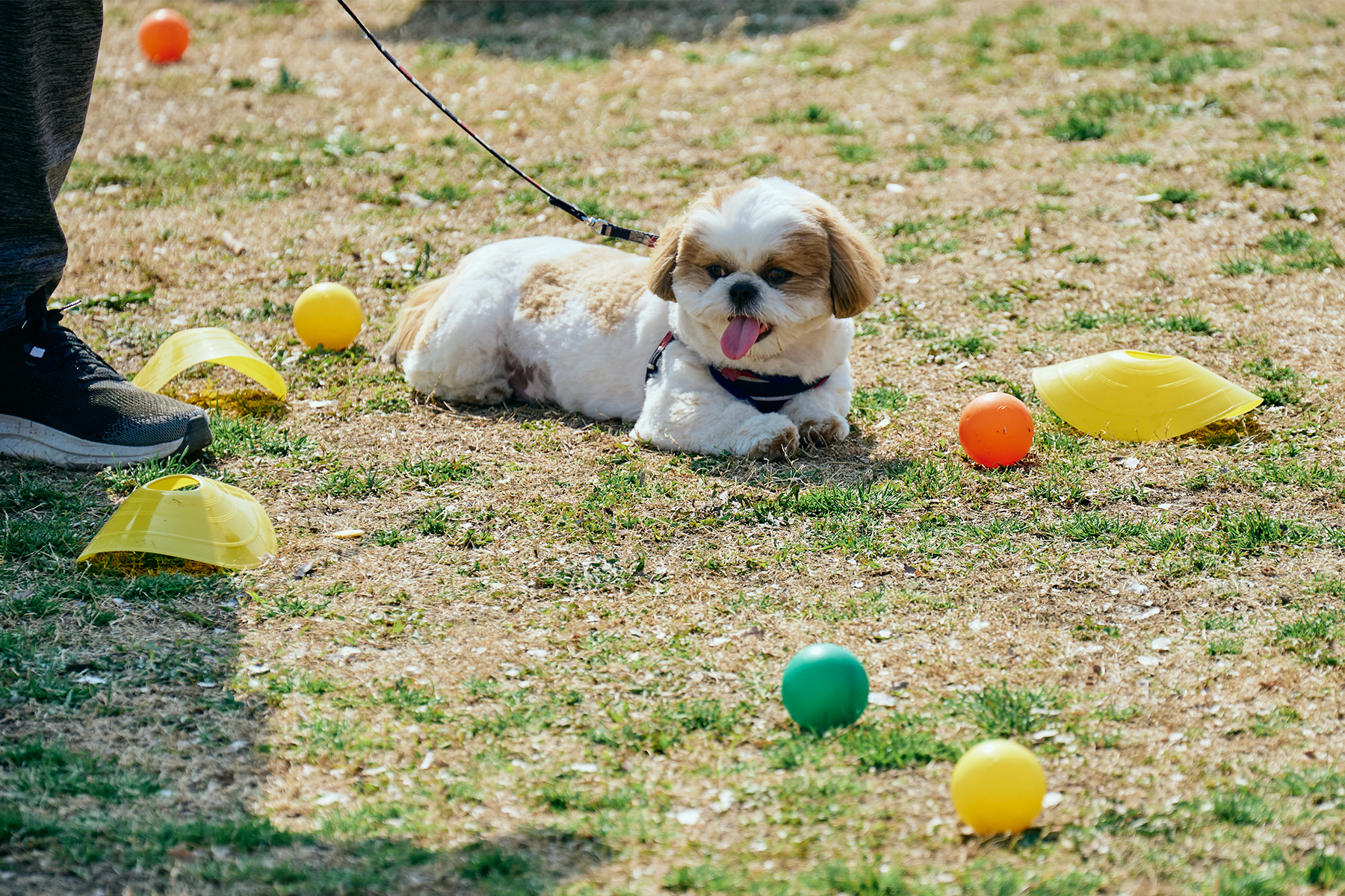 ボール取りゲーム(Shih Tzu Autumn)
