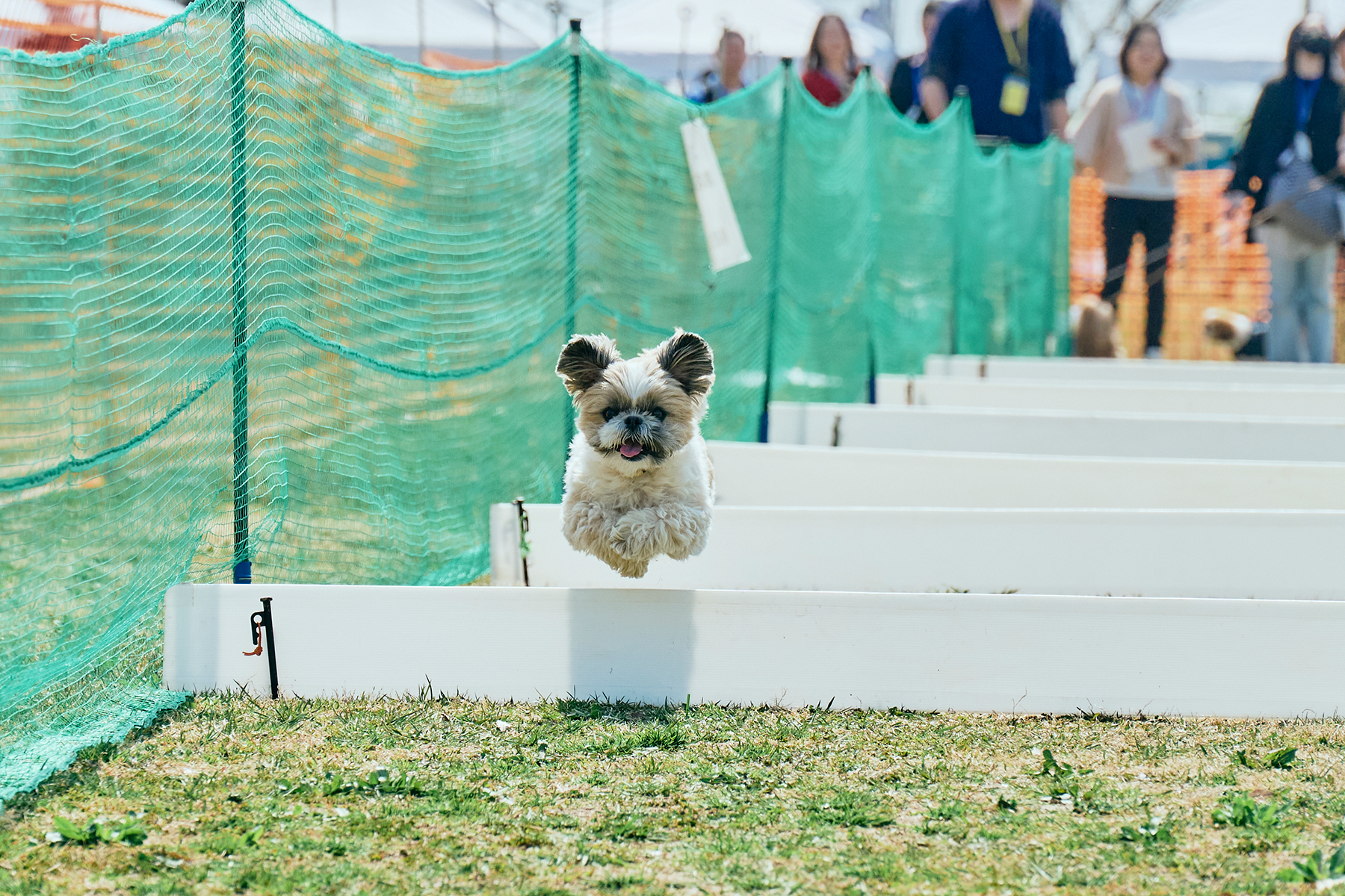50mスプリント&ハードル走(Shih Tzu Autumn)