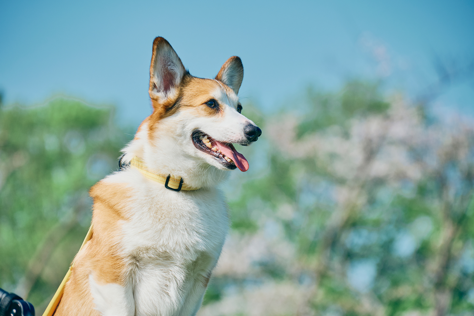 イエロードッグの考え方・皆さんに知っておいてほしいこと(Corgi Autumn)
