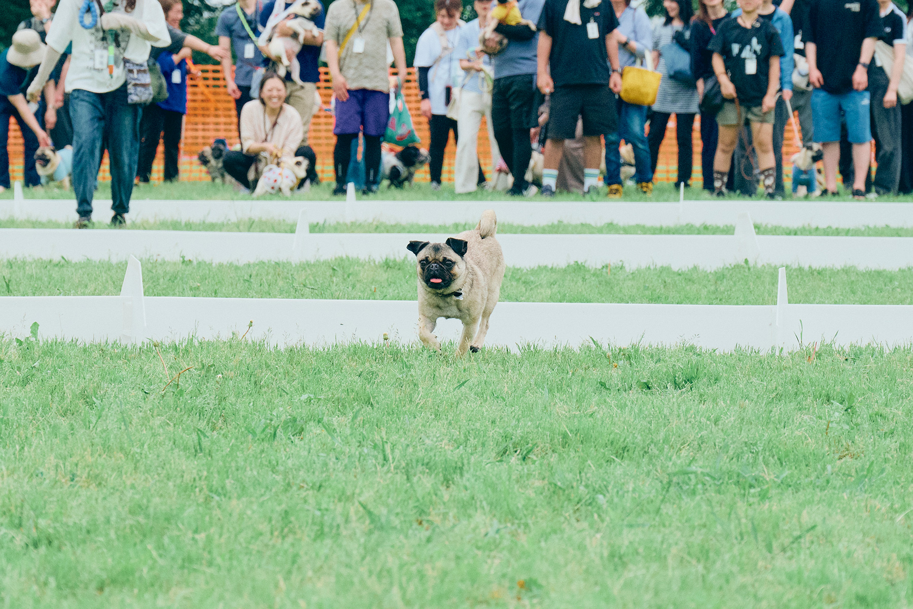 30mハードルレース(Jack Russell Terrier)
