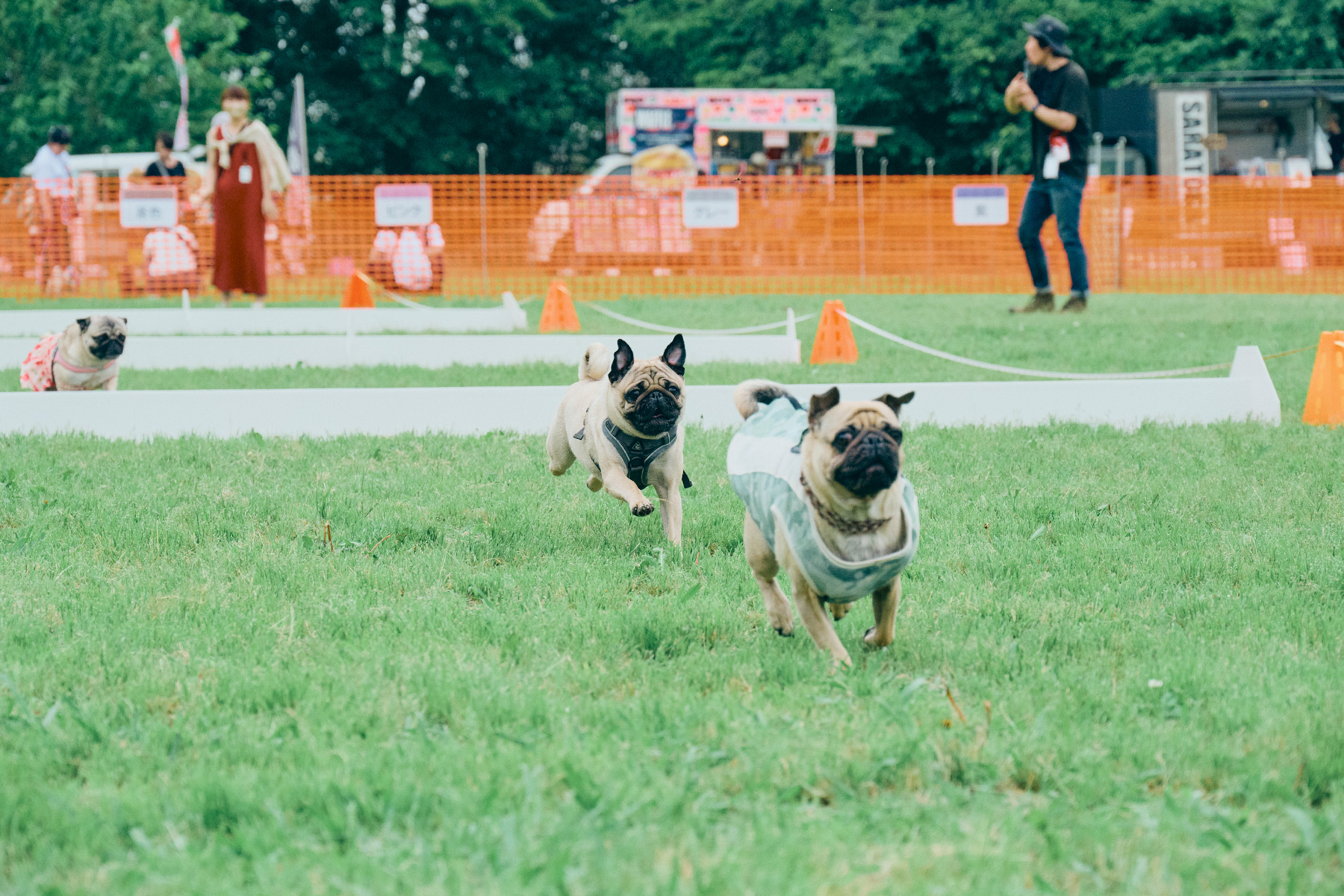 30mハードルレース(Corgi Autumn)